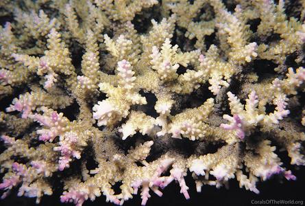 CotW preview: Acropora divaricata