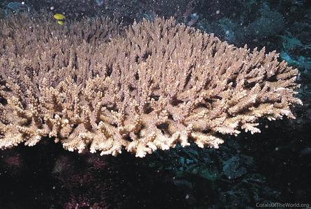 CotW: Acropora divaricata