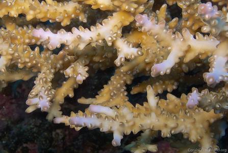 CotW: Acropora divaricata
