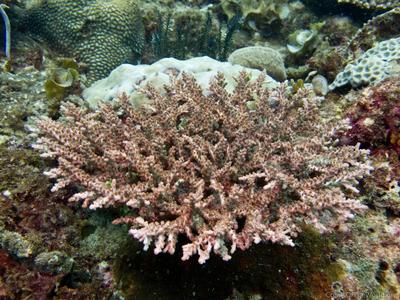 CotW: Acropora divaricata