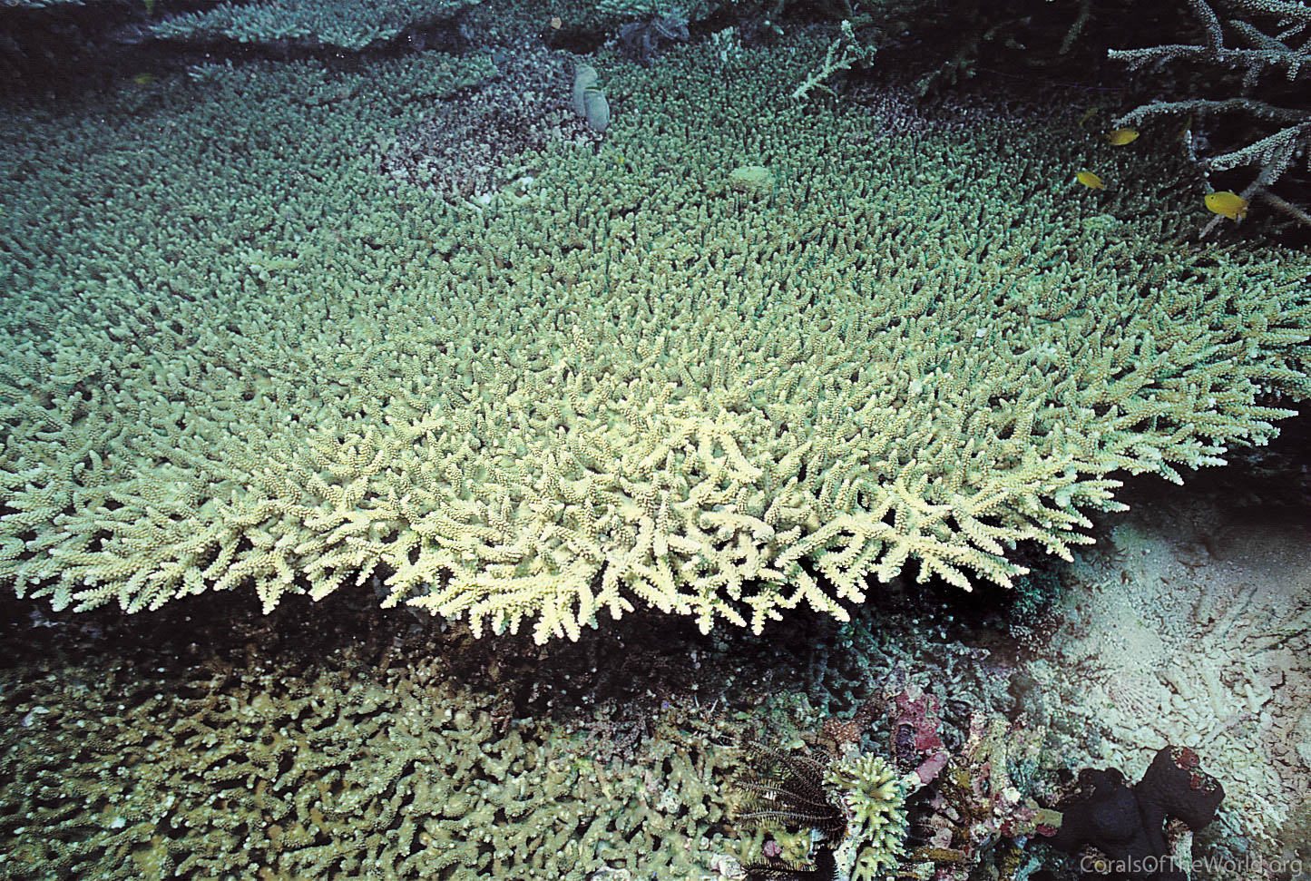 Acropora donei