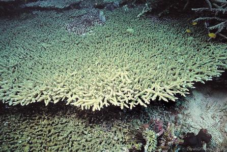 CotW preview: Acropora donei