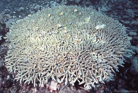 CotW: Acropora donei