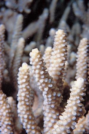 CotW: Acropora donei