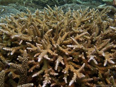 CotW: Acropora donei
