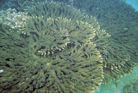 CotW preview: Acropora downingi