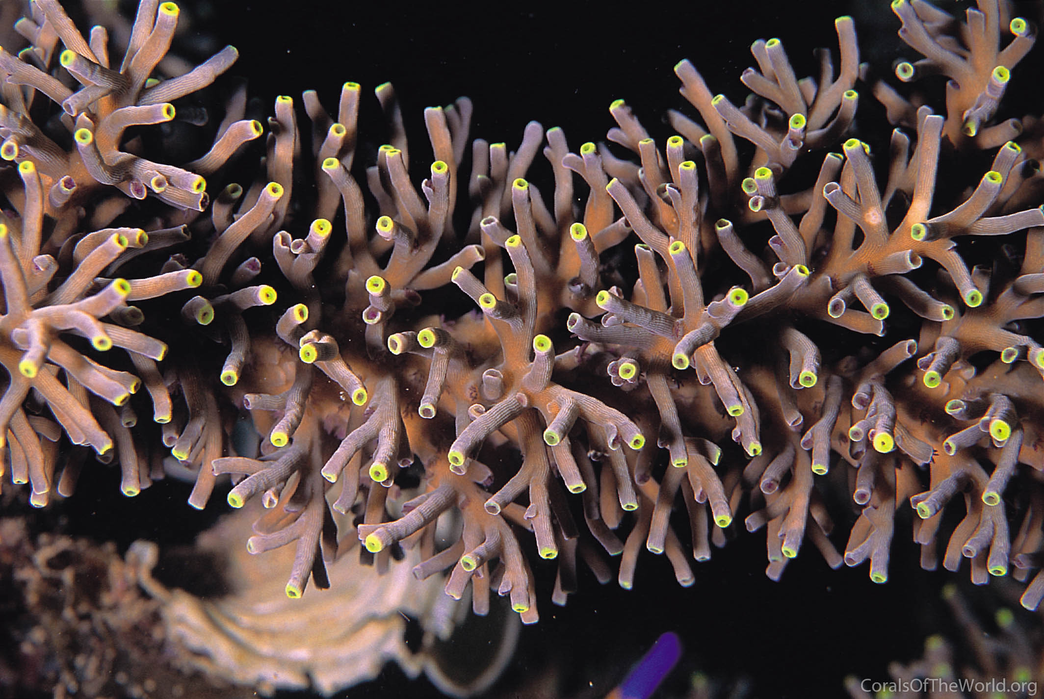 Acropora echinata