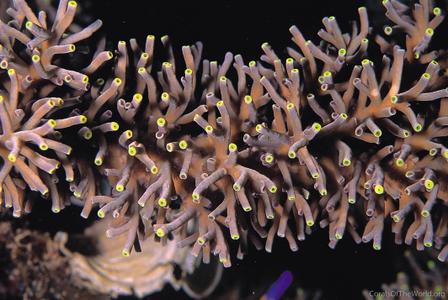 CotW preview: Acropora echinata