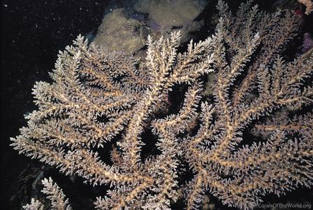 CotW: Acropora echinata