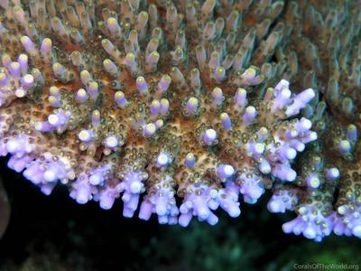 CotW: Acropora efflorescens