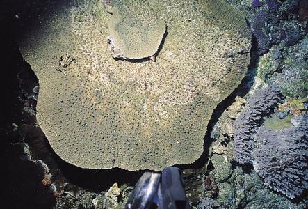 CotW: Acropora efflorescens