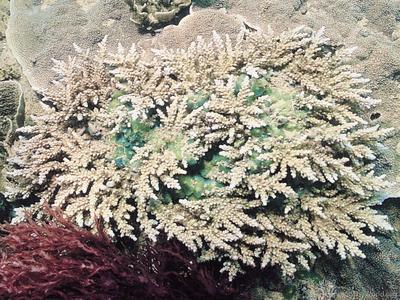 CotW preview: Acropora elegantula