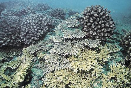 CotW preview: Acropora elegantula