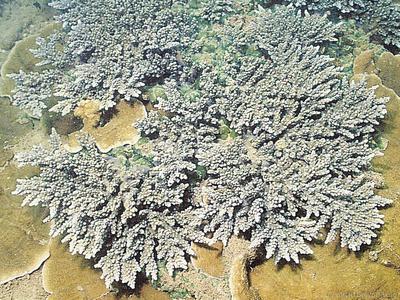 CotW: Acropora elegantula