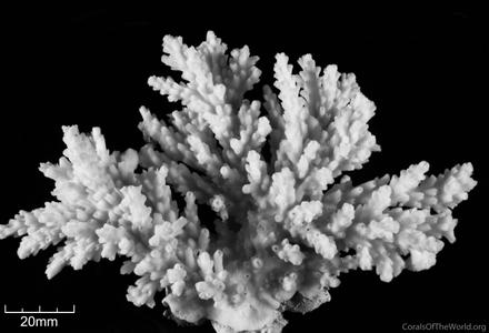 CotW: Acropora elegantula