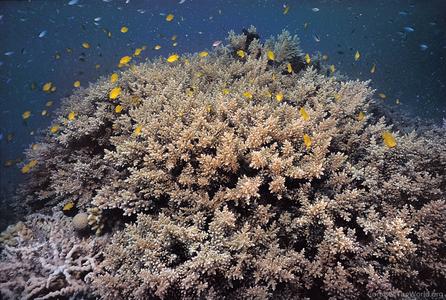 CotW preview: Acropora elseyi