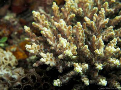CotW: Acropora elseyi