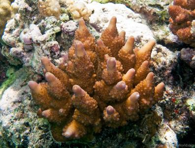 CotW: Acropora fastigata