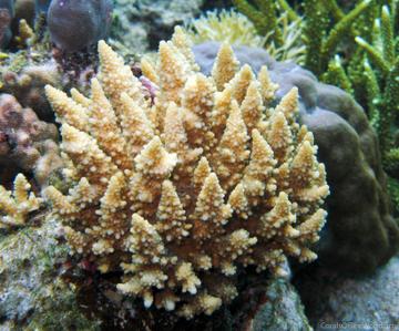 CotW: Acropora fastigata