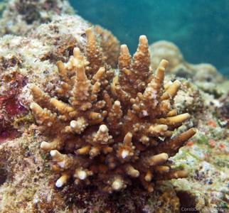 CotW: Acropora fastigata