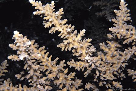 CotW: Acropora fenneri