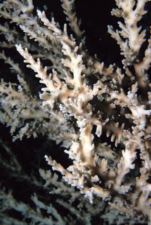CotW: Acropora fenneri