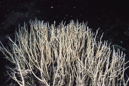 CotW: Acropora filiformis