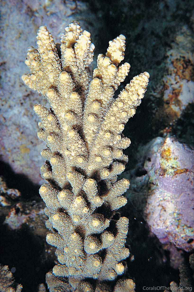 Acropora florida