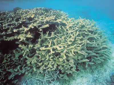 CotW: Acropora florida