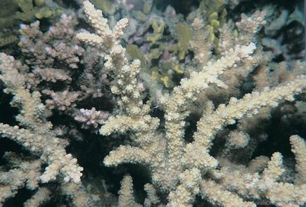 CotW: Acropora forskali