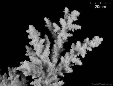 CotW: Acropora forskali
