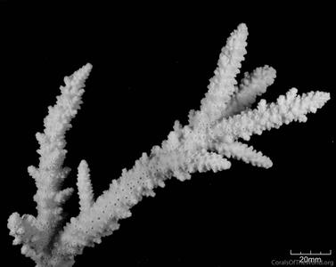 CotW: Acropora forskali