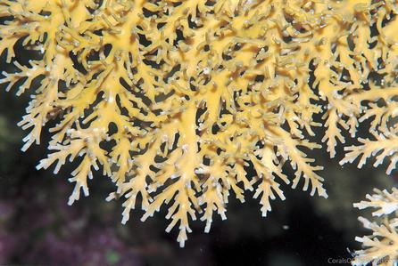 CotW: Acropora fragilis