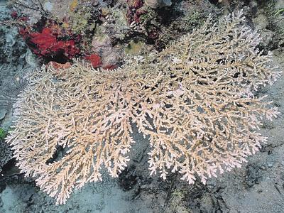 CotW: Acropora fragilis