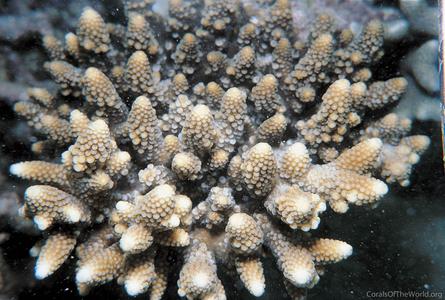 CotW preview: Acropora gemmifera