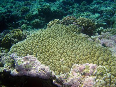 CotW: Acropora globiceps