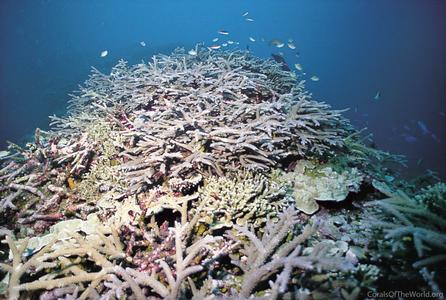 CotW preview: Acropora grandis