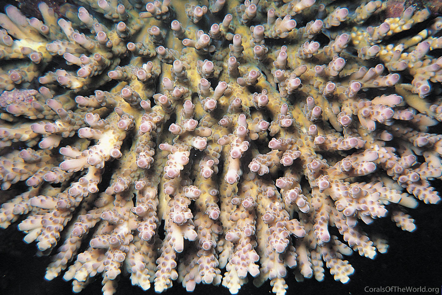 Acropora granulosa