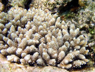 CotW preview: Acropora haimei