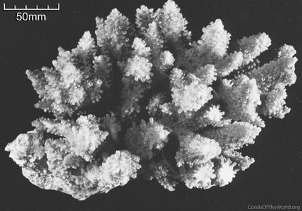 CotW preview: Acropora haimei