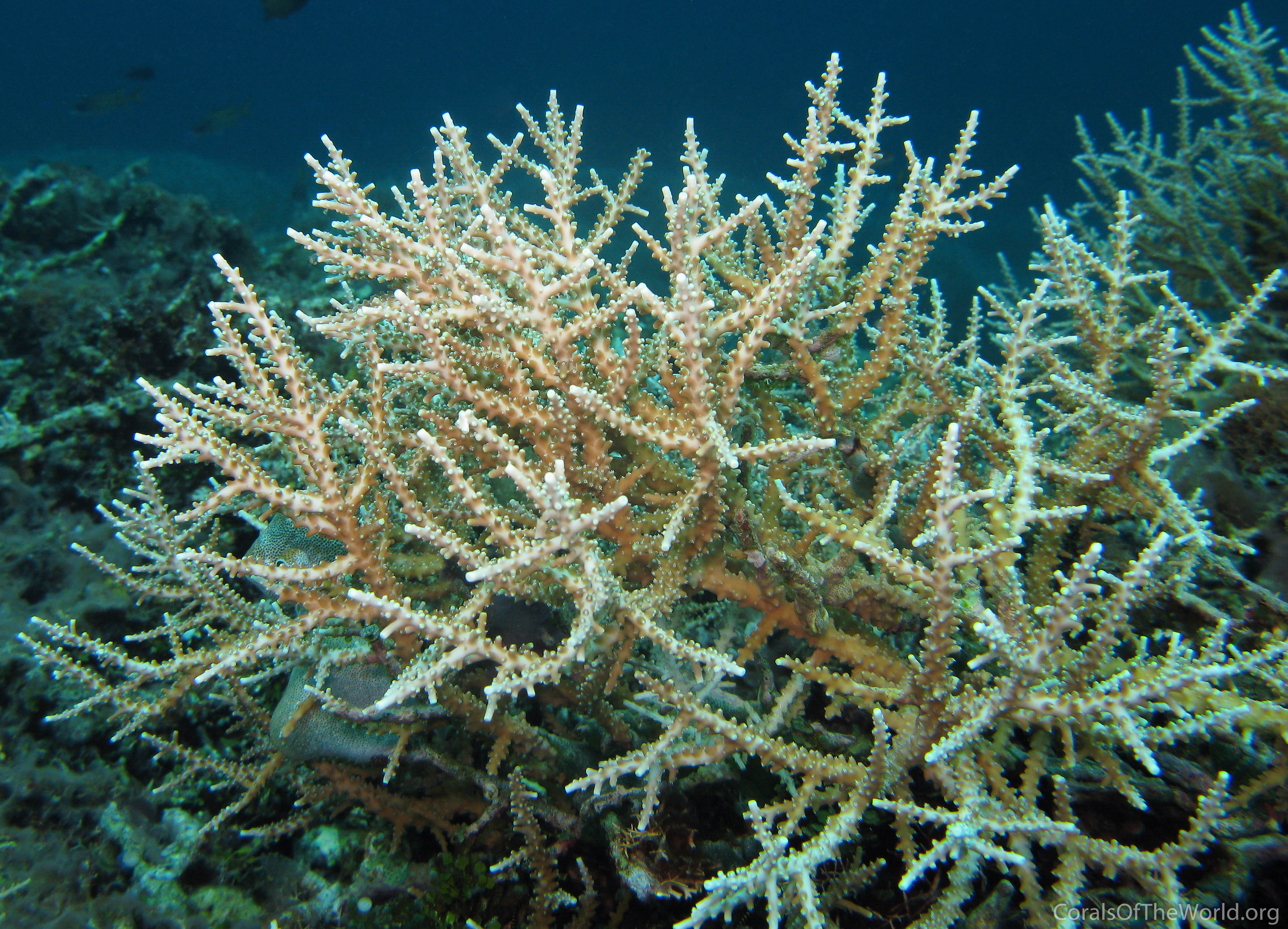 Acropora halmaherae