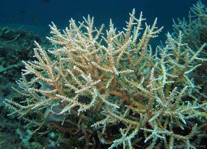 CotW: Acropora halmaherae