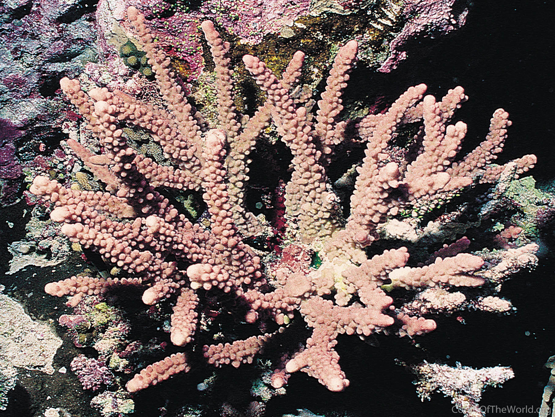 Acropora hemprichii
