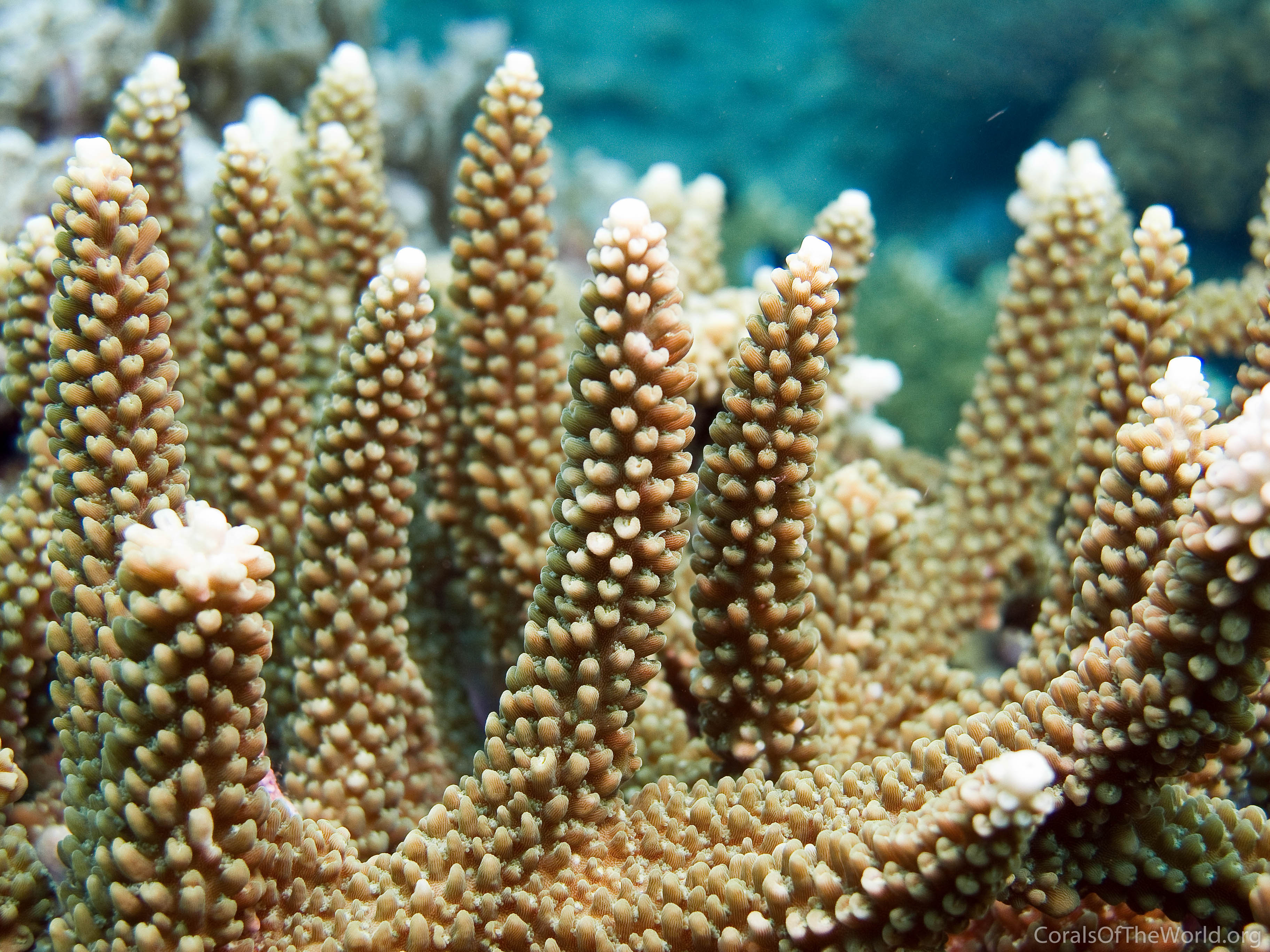 Acropora hoeksemai