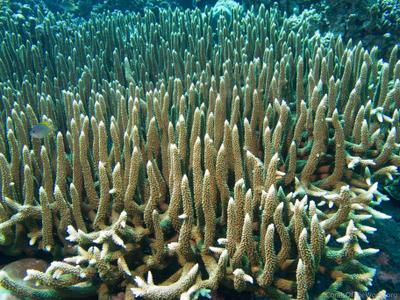 CotW preview: Acropora hoeksemai