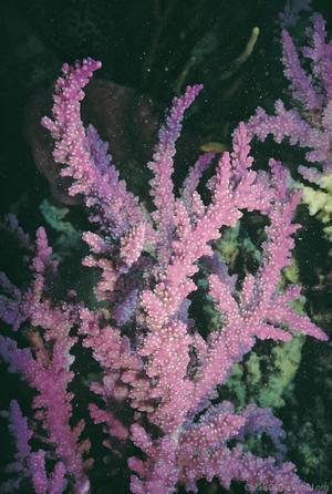 CotW: Acropora horrida