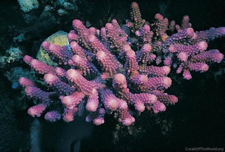 CotW: Acropora humilis