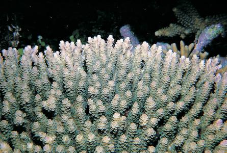 CotW preview: Acropora hyacinthus