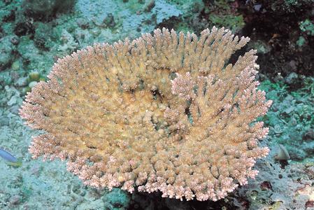 CotW preview: Acropora hyacinthus