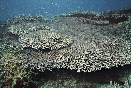 CotW preview: Acropora indonesia